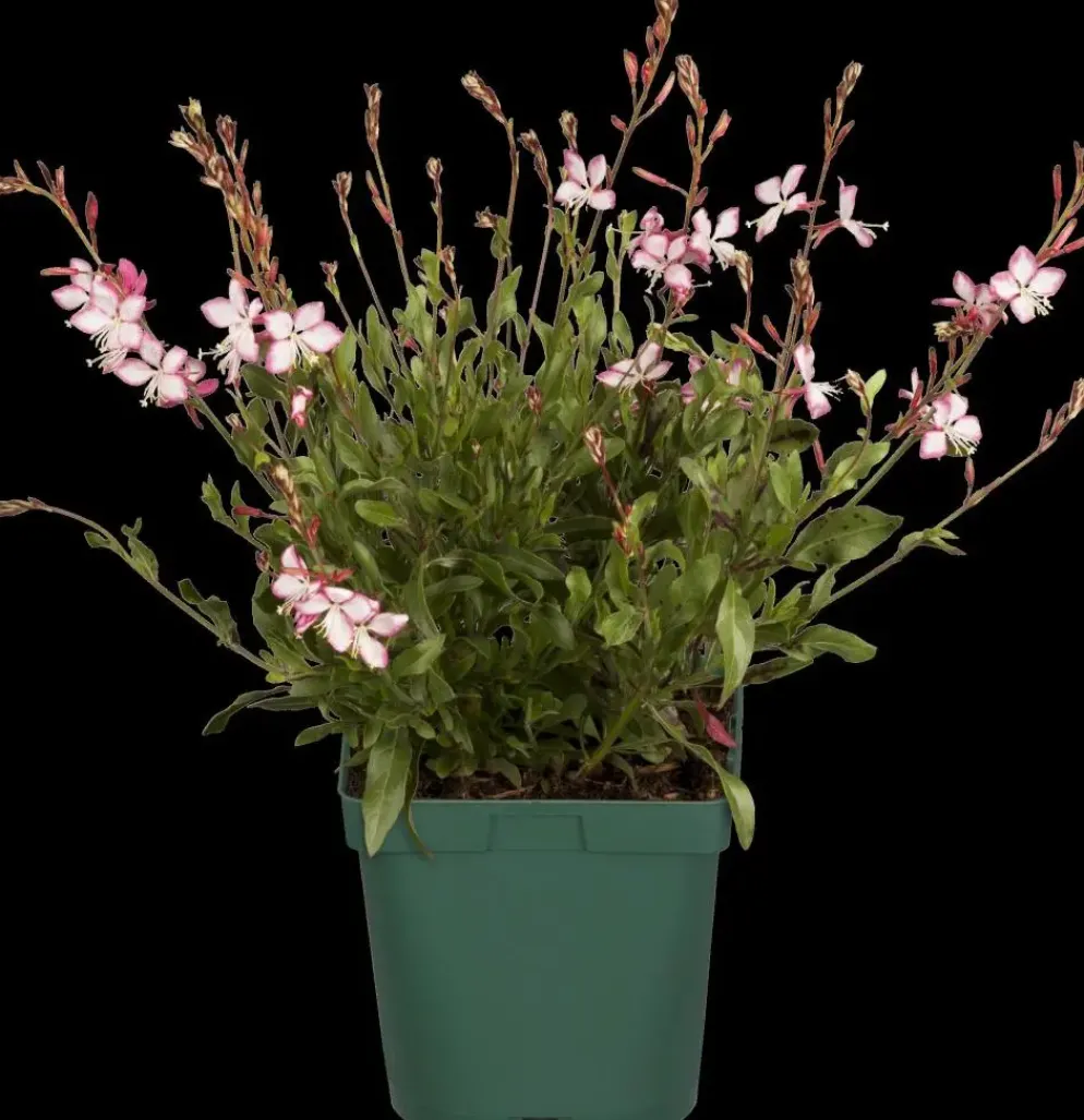 Gaura (Prachtkaars)