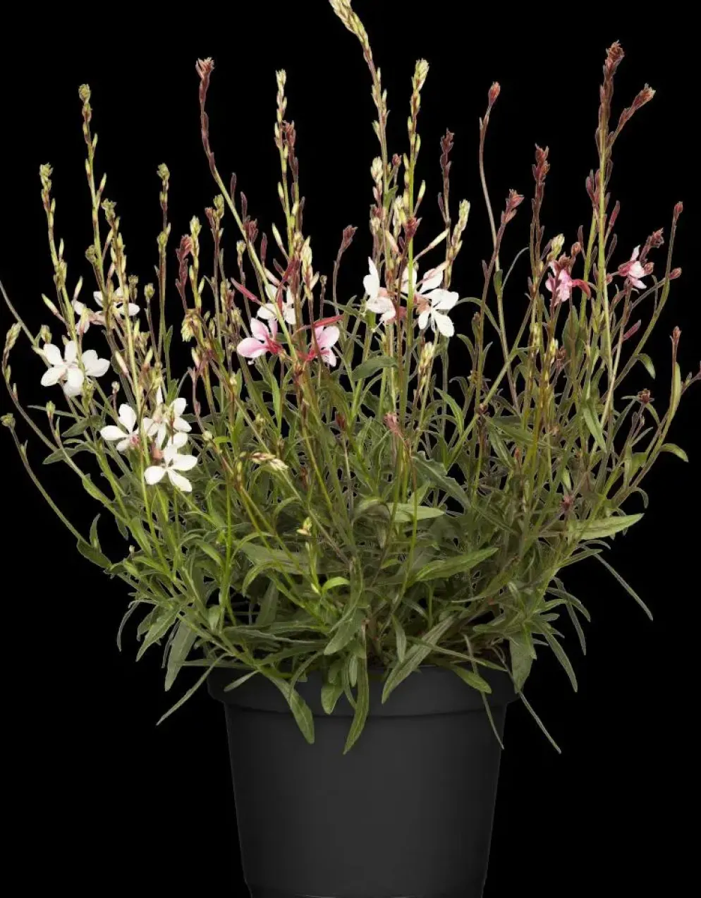 Gaura (Prachtkaars)