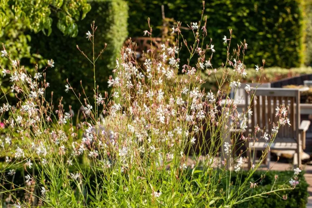 Gaura (Prachtkaars)