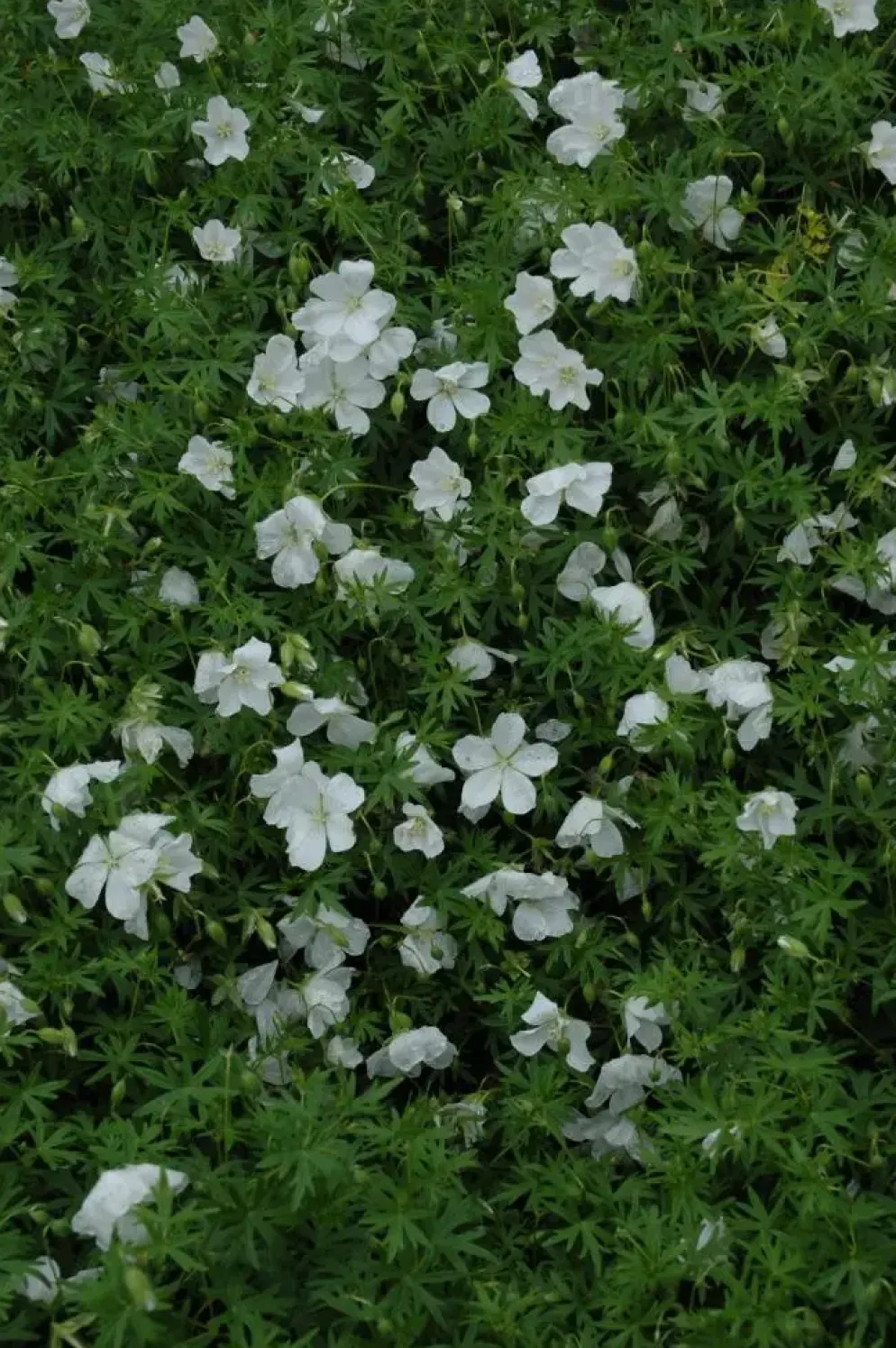 Geranium (Ooievaarsbek)
