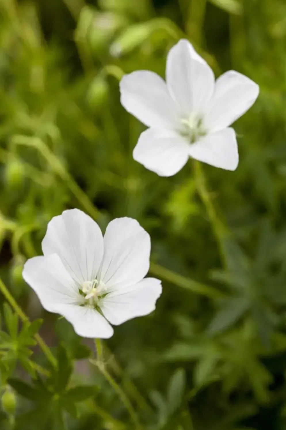 Geranium (Ooievaarsbek)