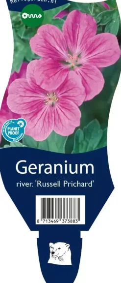 Geranium riversleaianum 'Russell Prichard' (Ooievaarsbek)