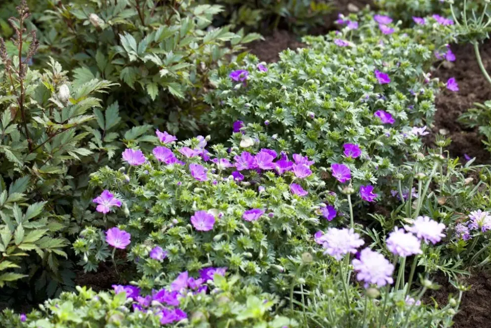 Geranium sanguineum 'Max Frei' (Ooievaarsbek)