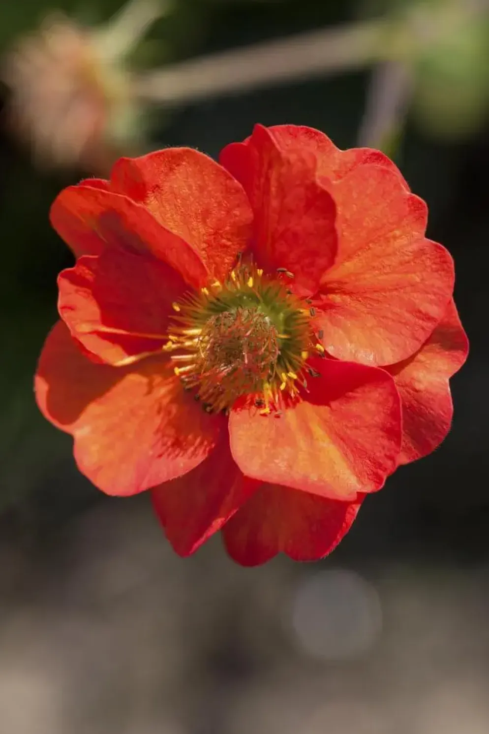 Geum coccineum 'Tosai Yellow' (Nagelkruid)