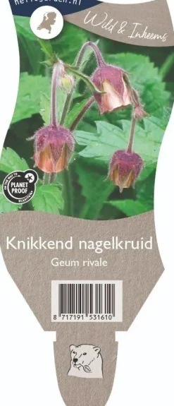 Geum rivale (Knikkend Nagelkruid)