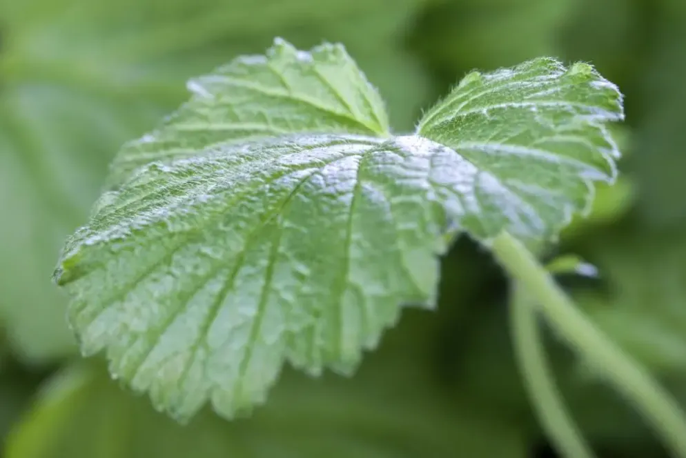 Geum rivale (Knikkend Nagelkruid)