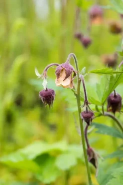 Geum rivale (Knikkend Nagelkruid)