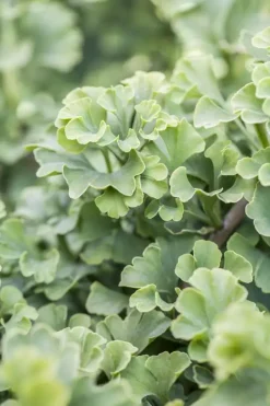 Ginkgo biloba 'Mariken' (Japanse notenboom 'Mariken')