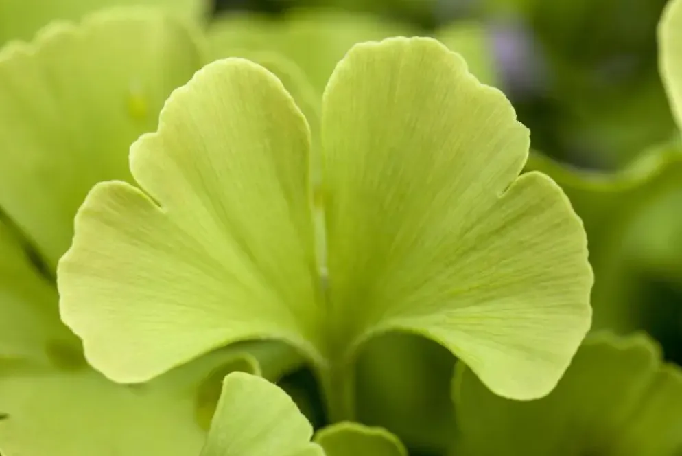 Ginkgo biloba 'Mariken' (Japanse notenboom 'Mariken')