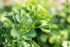 Ginkgo biloba 'Mariken' (Japanse notenboom 'Mariken')