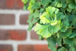 Ginkgo biloba 'Mariken' (Japanse notenboom 'Mariken')