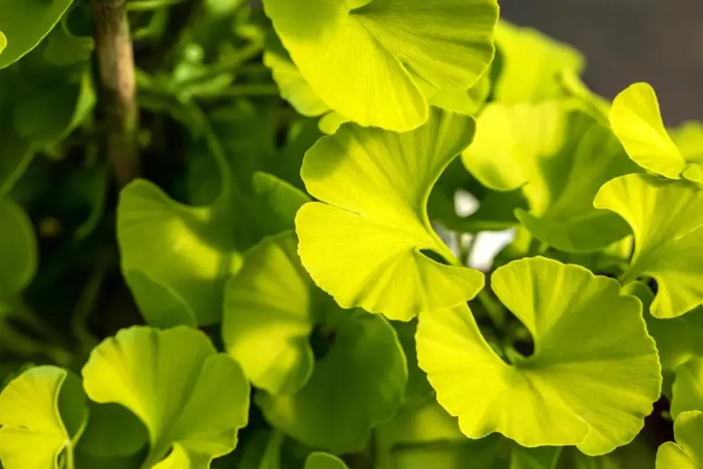 Ginkgo biloba 'Mariken' (Japanse notenboom 'Mariken')