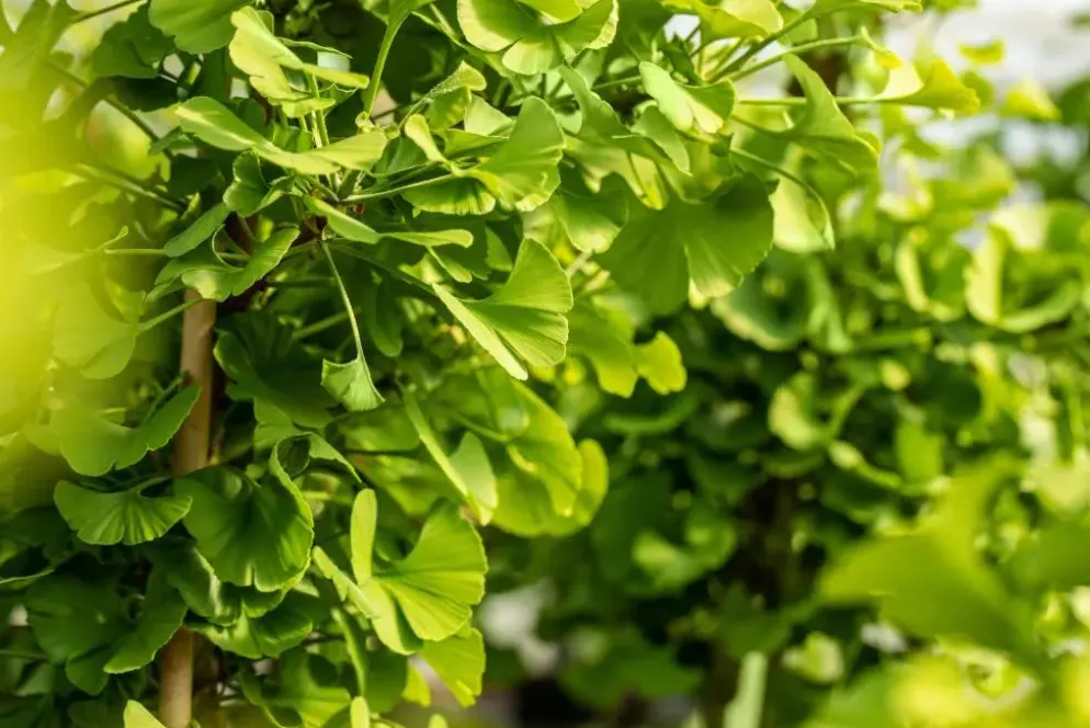 Ginkgo biloba 'Mariken' (Japanse notenboom 'Mariken')