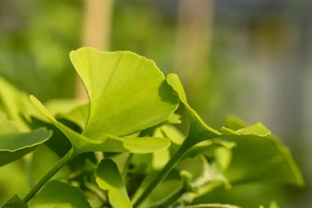 Ginkgo biloba 'Mariken' (Japanse notenboom 'Mariken')