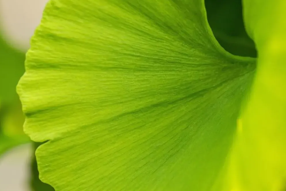 Ginkgo biloba 'Mariken' (Japanse notenboom 'Mariken')