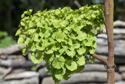 Ginkgo biloba 'Mariken' (Japanse notenboom 'Mariken')