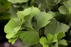 Ginkgo biloba 'Mariken' (Japanse notenboom 'Mariken')
