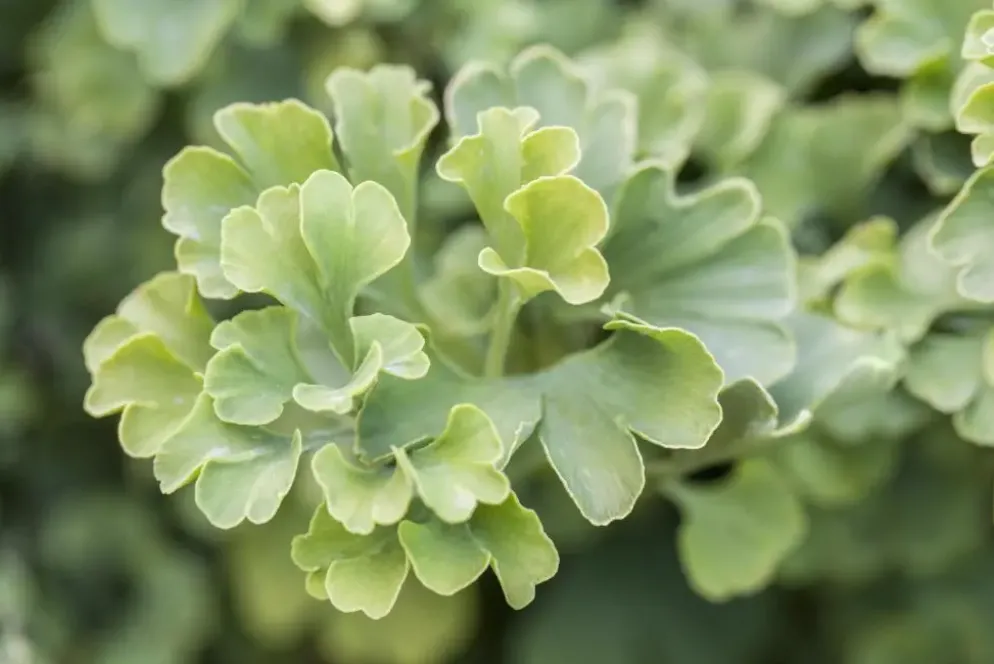 Ginkgo biloba 'Mariken' (Japanse notenboom 'Mariken')