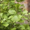 Ginkgo biloba 'Tit' (Japanse notenboom 'Tit')