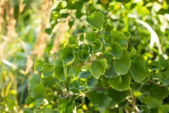 Ginkgo biloba 'Tit' (Japanse notenboom 'Tit')