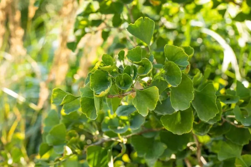 Ginkgo biloba 'Tit' (Japanse notenboom 'Tit')
