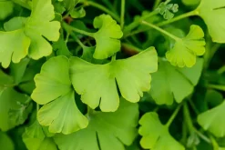 Ginkgo biloba 'Tit' (Japanse notenboom 'Tit')