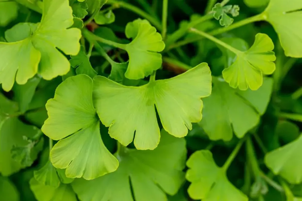 Ginkgo biloba 'Tit' (Japanse notenboom 'Tit')