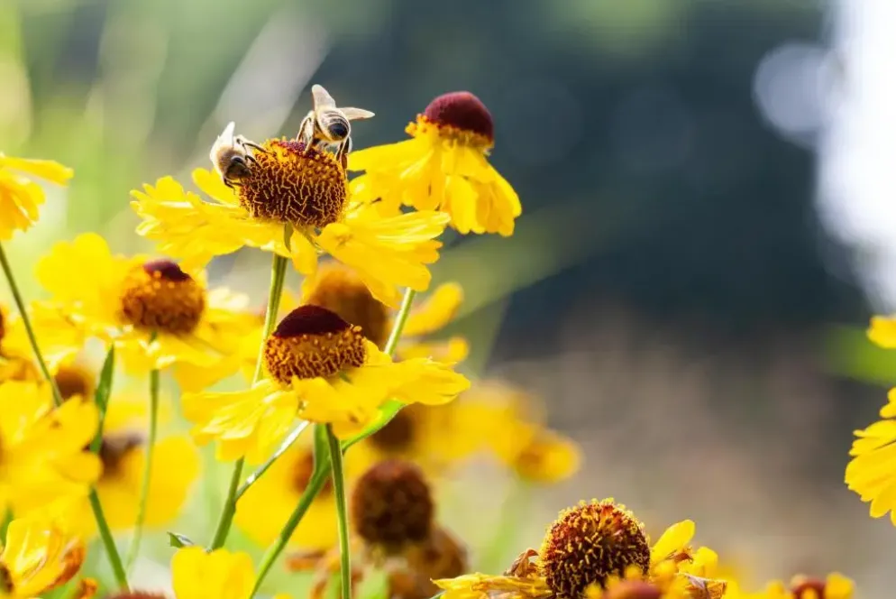 Helenium bigelovii 'The Bishop' (Zonnekruid)