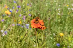 Helenium, orange (Zonnekruid)