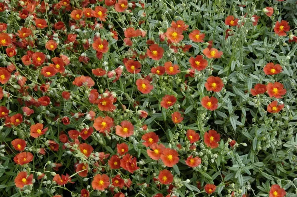 Helianthemum 'Bronzeteppich' (Zonneroosje)