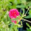 Helianthemum 'Cerise Queen' (Zonneroosje)