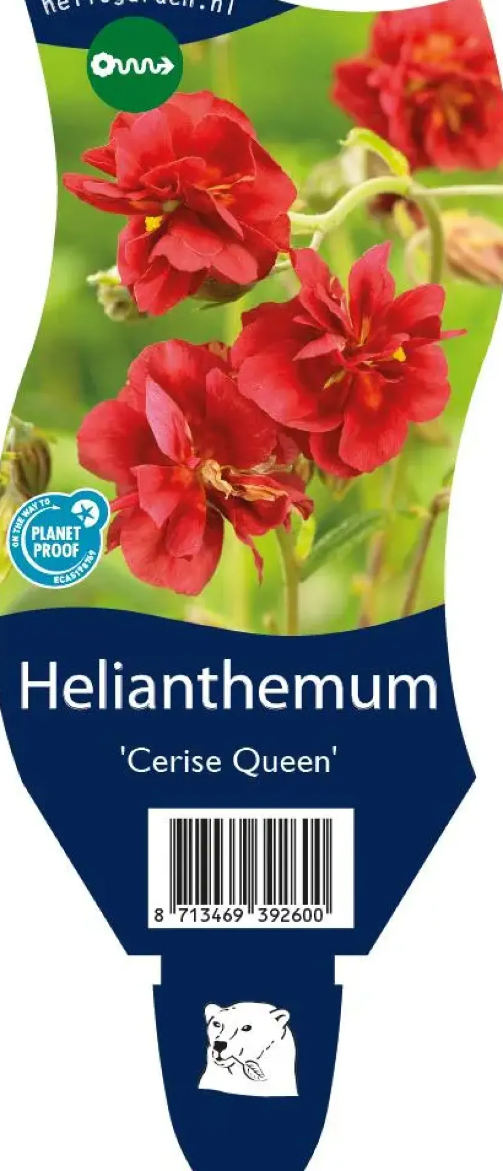 Helianthemum 'Cerise Queen' (Zonneroosje)