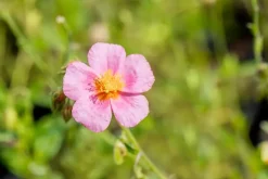 Helianthemum 'Lawrenson's Pink' (Zonneroosje)
