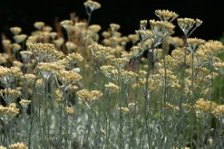 Helichrysum italicum (Kerrieplant) ø14 cm