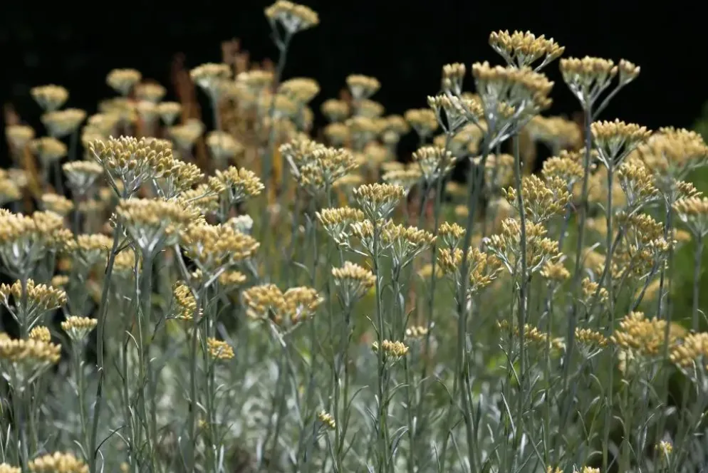 Helichrysum italicum (Kerrieplant) ø14 cm