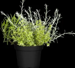 Helichrysum italicum (Kerrieplant) ø14 cm