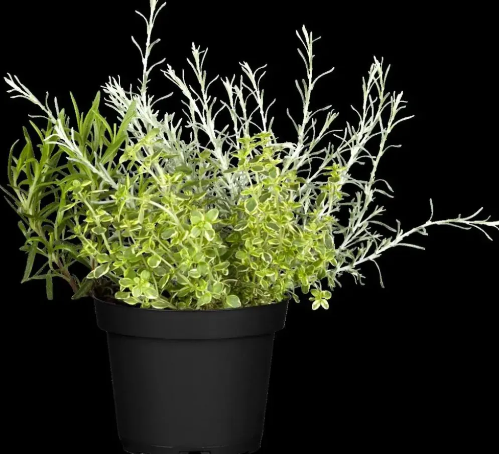 Helichrysum italicum (Kerrieplant) ø14 cm
