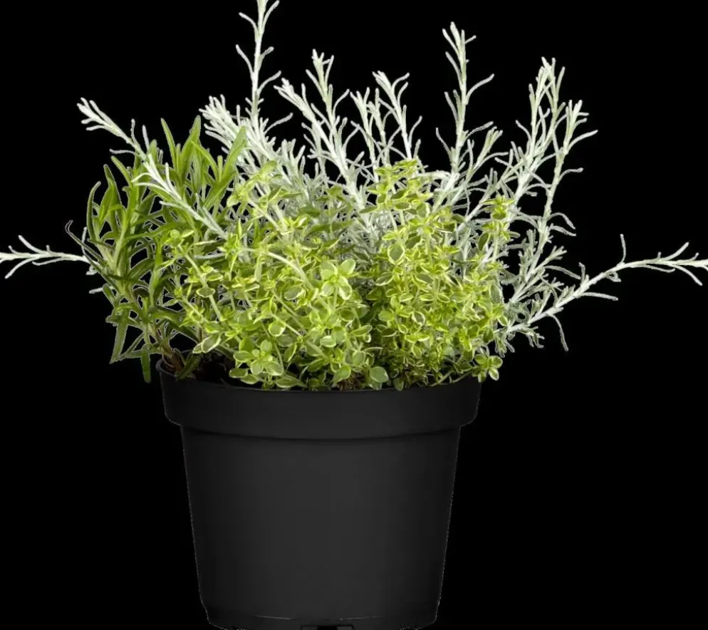 Helichrysum italicum (Kerrieplant) ø14 cm