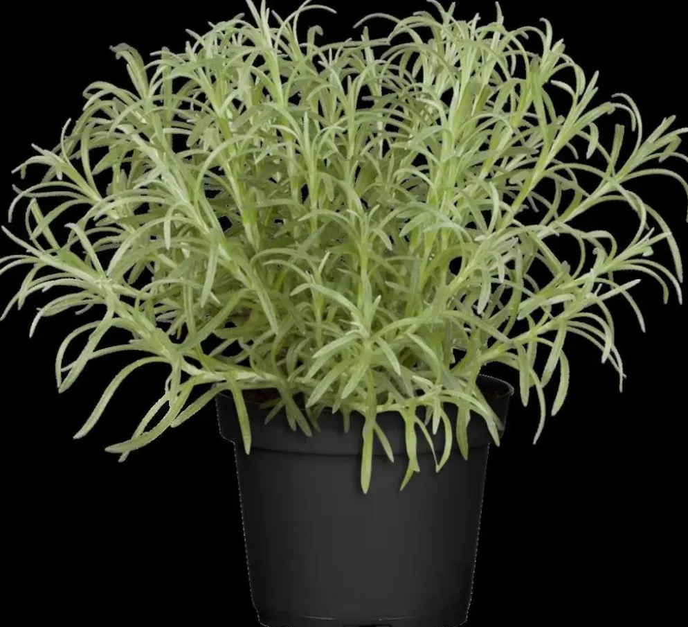 Helichrysum italicum (Kerrieplant) ø14 cm