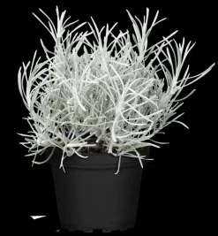 Helichrysum italicum (Kerrieplant) ø14 cm