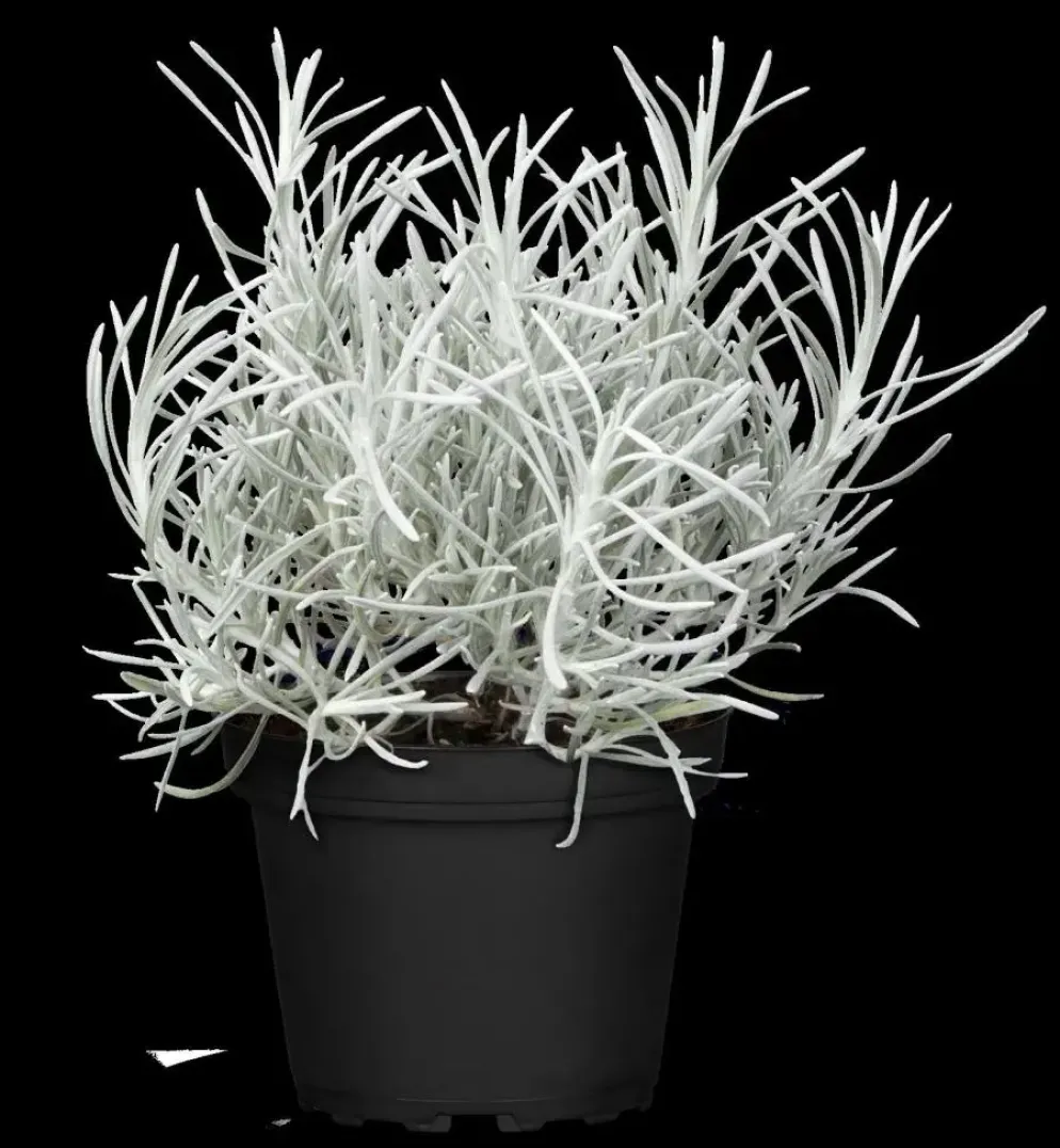 Helichrysum italicum (Kerrieplant) ø14 cm
