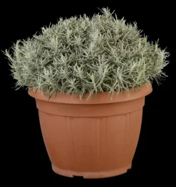Helichrysum italicum (Kerrieplant) ø14 cm