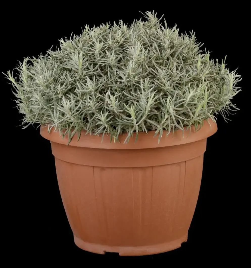 Helichrysum italicum (Kerrieplant) ø14 cm