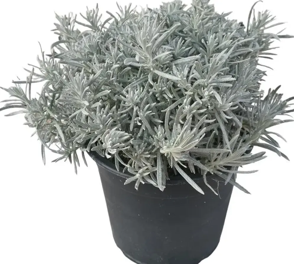 Helichrysum italicum (Kerrieplant) ø14 cm