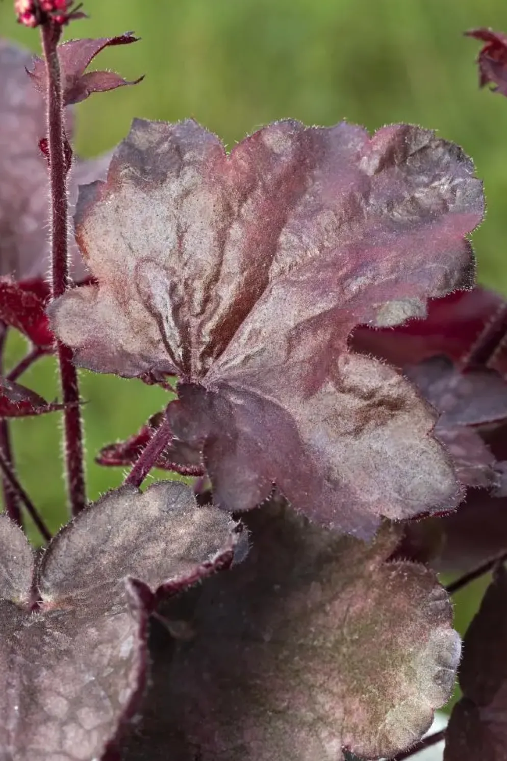 Heuchera 'Melting Fire' (Purperklokje)