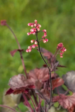 Heuchera 'Melting Fire' (Purperklokje)
