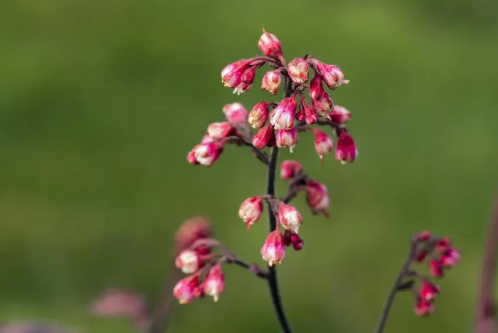 Heuchera 'Melting Fire' (Purperklokje)