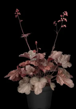 Heuchera 'Melting Fire' (Purperklokje)