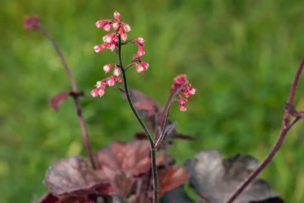 Heuchera 'Melting Fire' (Purperklokje)