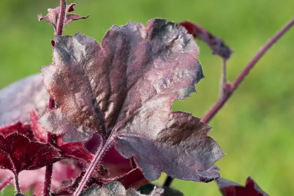 Heuchera 'Melting Fire' (Purperklokje)